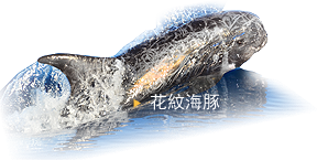 花纹海豚