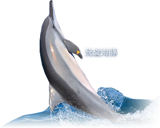 飞旋海豚