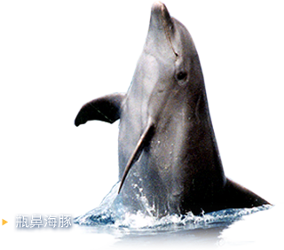 瓶鼻海豚